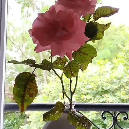 Bed & Breakfast Romantique